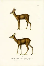 Reh, 1824